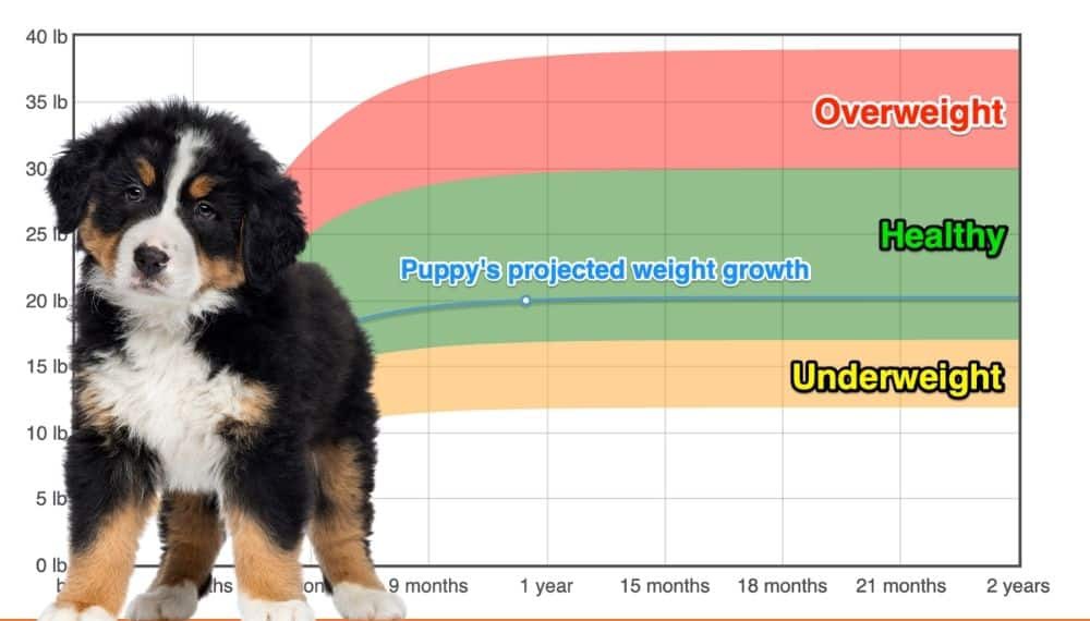 Bernese Mountain Dog Weight Growth Chart 2024 How Heavy Will My Bernese Mountain Dog Weigh The Goody Pet